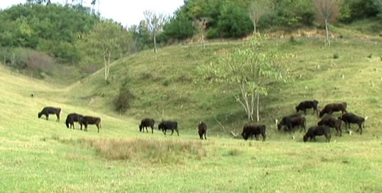 但馬牛の中から、厳しい基準で選ばれた牛だけが神戸牛と呼ばれます